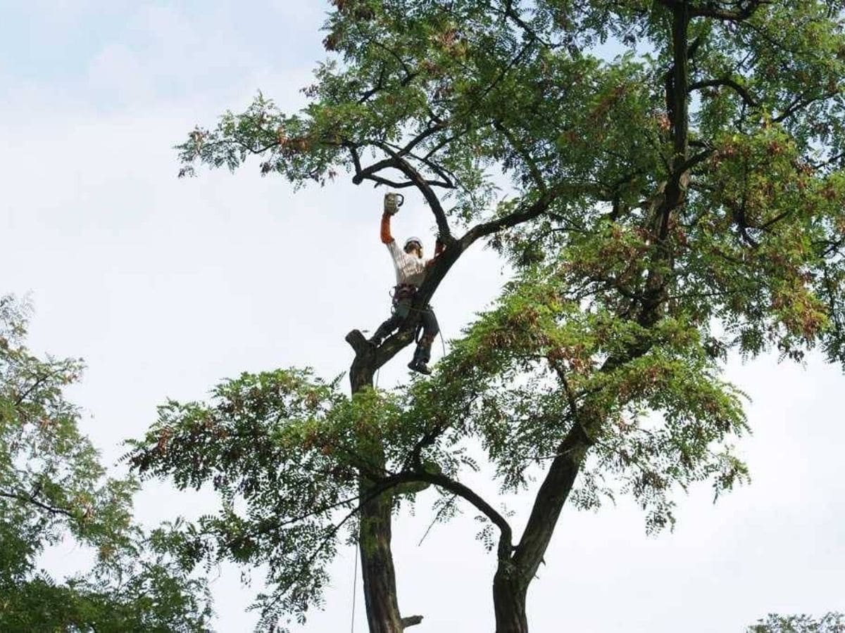 Taille d'arbre et de haie avec Laurenty Group